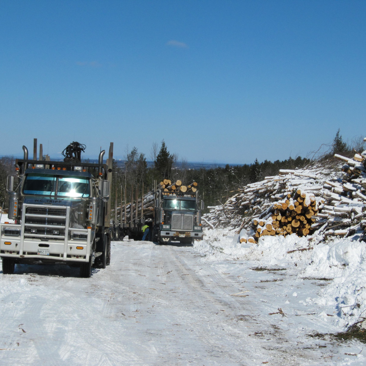 Gallery Maine Logging, Timber Harvesting, and Forest Management