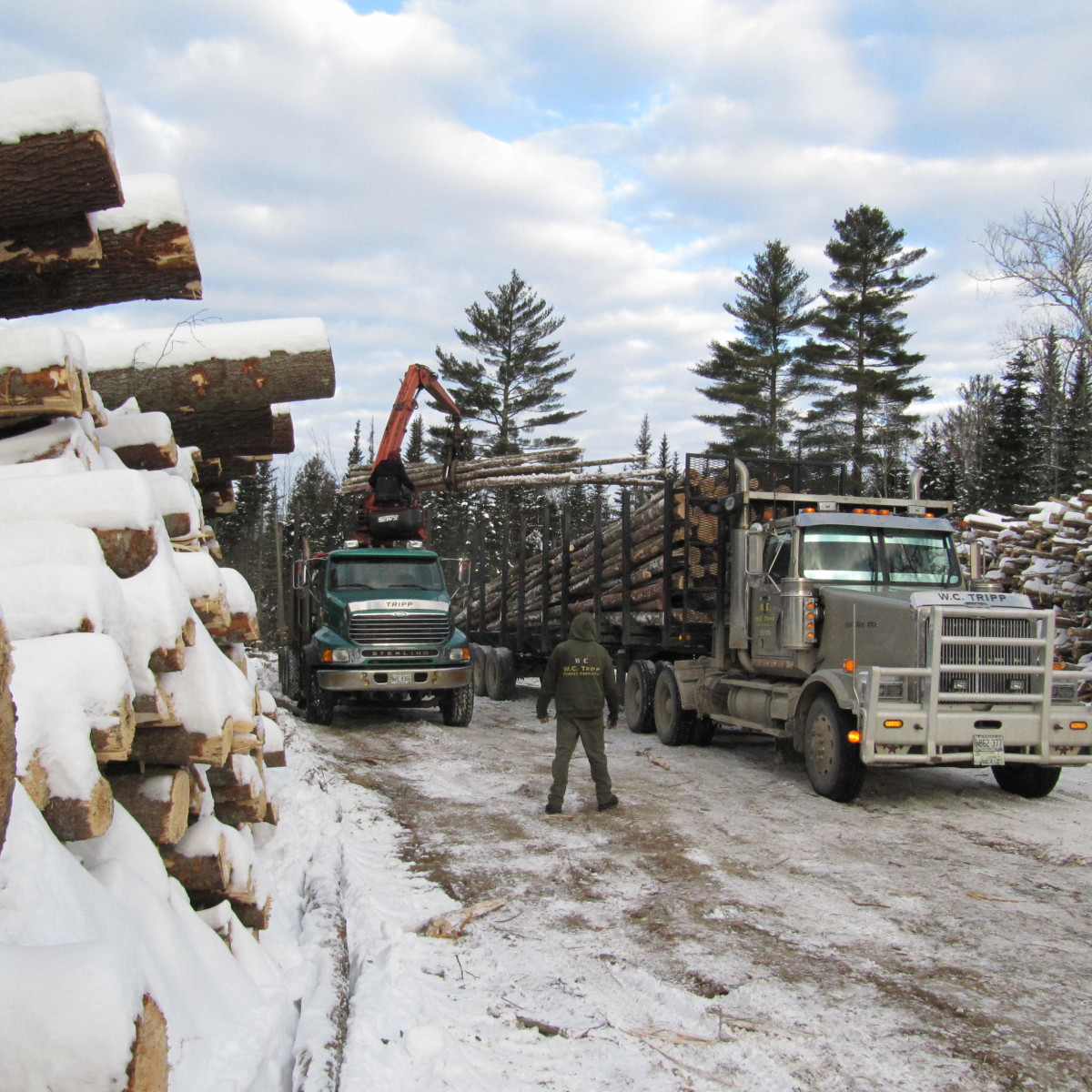 Gallery Maine Logging, Timber Harvesting, and Forest Management