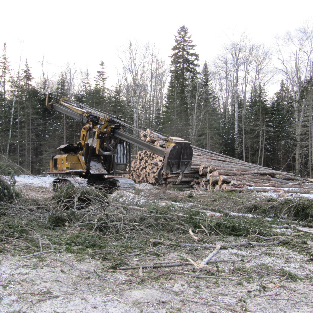Gallery Maine Logging, Timber Harvesting, and Forest Management