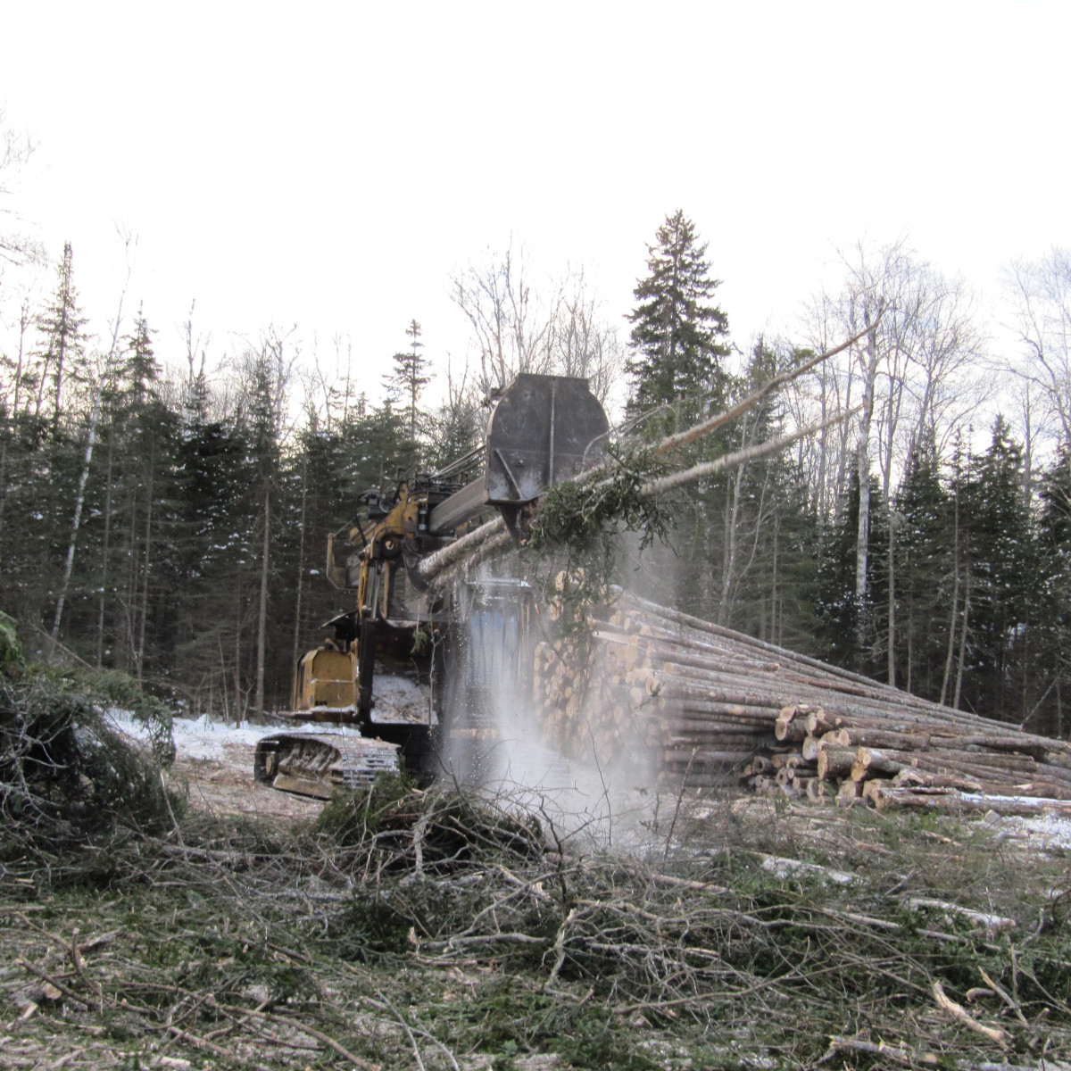 Gallery Maine Logging, Timber Harvesting, and Forest Management